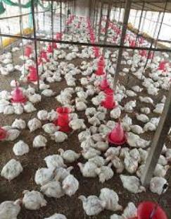 Poultry Shed Anudan Yojana Maharashtra 2023