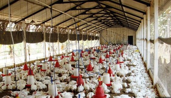 Poultry Shed Anudan Yojana Maharashtra 2023 